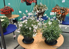 Gaura Emmeline Pink en White zijn Gaura soorten van Floranova uit zaad. Volgens Werink zijn ze compact en sterk vertakkend.